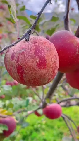 Click to follow the channel to watch the latest videos, thank you #fresh #sweet #tasty #yummy #fruit 