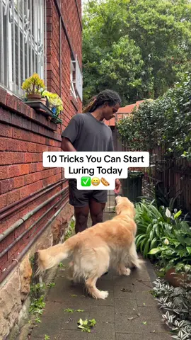 10 commands you can start luring today. If you are someone who is trying to stimulate your dog, teaching new behaviours is one of the best forms mental exercise there is. Start luring all these commands with the goal of your dog being able to complete each command on a verbal cue only. Training your dog should be fun 😊👌🏾💯 #DogTraining #dog #goldenretriever #dogtraining #dogtrainer #dogtraininglife #dogsofinstagram