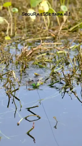 #traíra #pescaria #frog #ataque #pescador #pescaria #peixe #lindo 