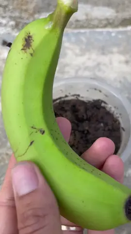 How to grow roses with flowers #timelapse #fypシ #fyp #banana #growth 