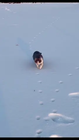 The cat walks in the snow.#petcat #fyp #foryou 