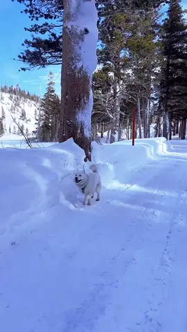 These 2 super lovely humans came up to us at the Grocery Outlet in Mammoth, asking if we’d seen that dog that looks like my dog and prances to the happy dog song?! This isn’t an uncommon conversation for us to have with strangers — but the following response was just the best we’ve ever received. When I told them that this WAS that dog from TikTok they lost it. They were so happy and stoked to be meeting Fenix in real life. They took photos and videos and were just so incredibly kind and connected with Fenix. I still hear the happy dog song in my head whenever Fenix starts prancing 🤣 #disabledandhappy We love you. Fenix and Zoë 🤗 Oh and if that was you … please identify yourself 👇 we’d love to know who you are!