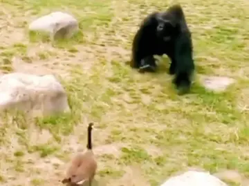 Gorilla afraid of some Feathers  #gorilla #nature #cute 