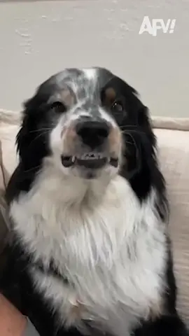 That's a beautiful smile 🥰 #afv #dogs