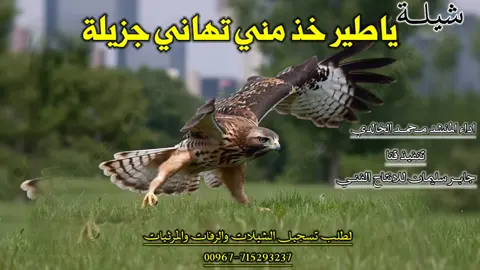 شيلة ياطير خذ مني تهاني جزيله جديد 2024 لحن تراث بلدي روعه اداء محمد الخالدي #اكسبلورexplore #رازحي_بلدي #CapCut #رازحي 