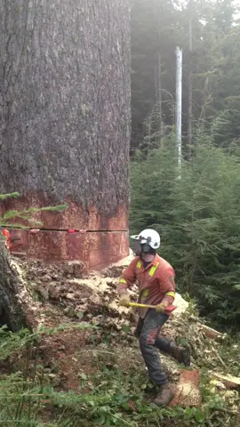 Just a mere tree trimmer #westcoastfalling #powerlinemaintenance #walkerssawshop get your saw amd arborist supplies at walkerssawshop.com