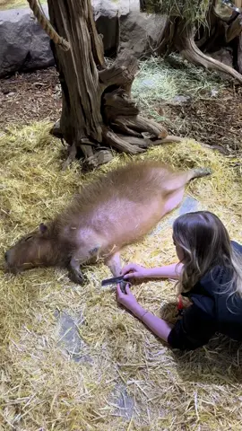 Spa days are the best days. #capybara #capybaratiktok #animals #animalsoftiktok #capybaramemes #spaday #zoo #rodent #rodentsoftiktok #fyp #viral 