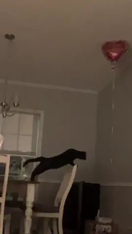 Note to self- no balloons around the cats