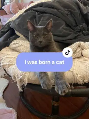 I named BB “BB” because growing up, I always called my pets Baby/ BB. I figured it was a good name for him since I was going to call him that anyways. His adoptive name was Bruno so BB stands for Baby Bruno. #cat #cattok #greycat #catsoftiktok 