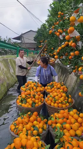 Rural farming life and harvesting orange fruit from farmers with beautiful natural orange fruit farm #garden #nature #fruit #farming #orange #harvard 