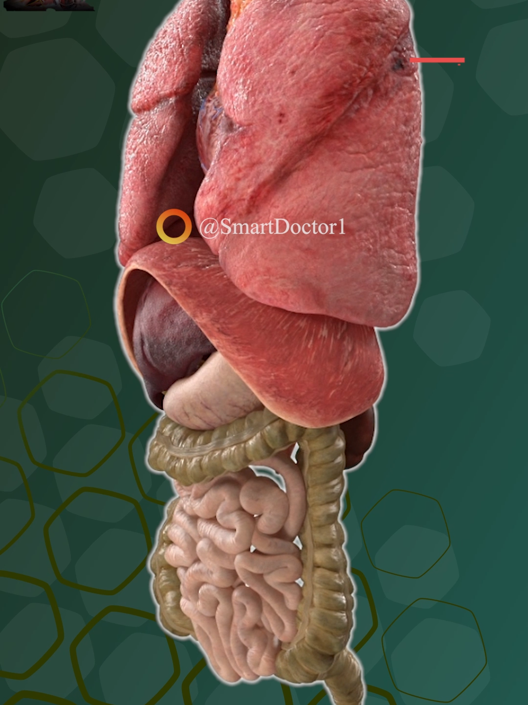 Your lovely internal organs. 🫀🫁 . . . . #digestivesystem #system #digestive #intestine #anatomy #pregnancy #pregnancylife #pregnant #baby #mouth #esophagus #stomach #smallintestine #largeintestine #pancreas #liver #gallbladdercancer #anatomy #heart #smoker #lunges #lungs #muscles #muscle