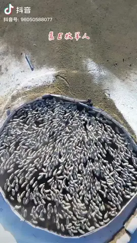 great view of a huge flock of sheep in Chinese grassland this is really amazing 🤩 #meme #trend #viralvideo #asmr #DIY #craft #anime #foryourpage #foryou #fypシ゚viral #fypシ #fyp #fy #tiktok #viral #trending #explore #humor #fypage #foryoupage @LiXiaoAi @TikTok Tips 