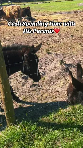 Watching Cash with his parents, esp his momma brings me to tears every time. She so clearly loves him and it tears me up that it didnt work out the way nature intended. As you can see Cash looks identical to his Dad.#farmsoftiktok #gratitude #babydonkey #animallove #farmlife 