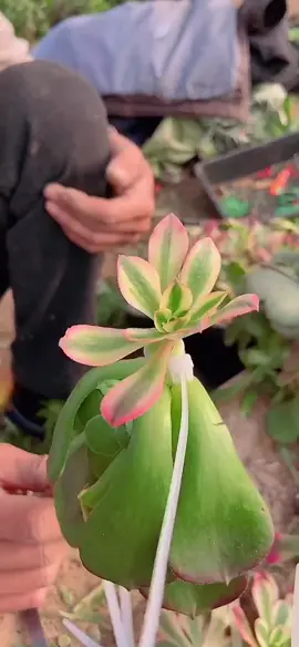 Grafting of tree shaped succulent plants #foryou #fyp #grafting #graftingtechniques #gardening #succulents #usa 