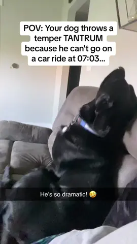 The dramatic SNEEZE at the end too 🤣🤣 #Pubity (Via: @ViralHog)