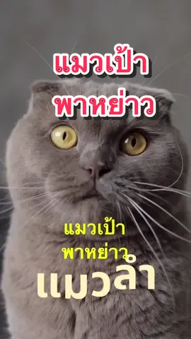 แมวเป้าพาหย่าว #แมวลำ #แมว #แมวน่ารัก #อ้นแคนเขียว #ลําหย่าว 