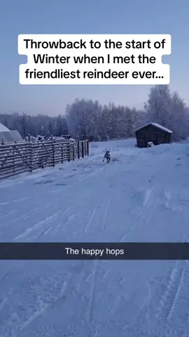After watching this, I will now need an emotional support reindeer 🥺 #Pubity (Local Lifestyle Rovaniemi via @ViralHog)