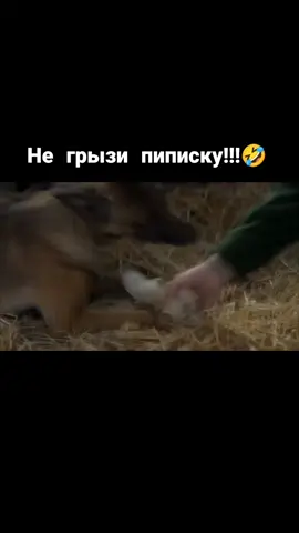 #Сериал #Голяк #питула #приколы 