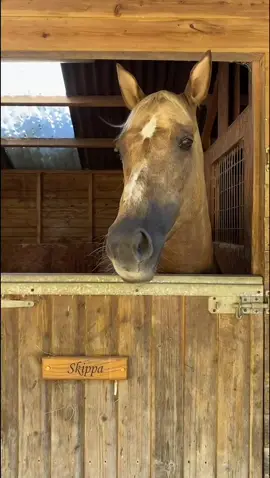 If slow living speaks to you, a holiday at Dove Farmhouse awaits! Plus, you might get to meet Skippa and Chippy 🐴🩷 #whydoordinary #traveltok #luxurytravel #slowliving #holidyhomes #ukholidays #staycation #travel #Lifestyle 