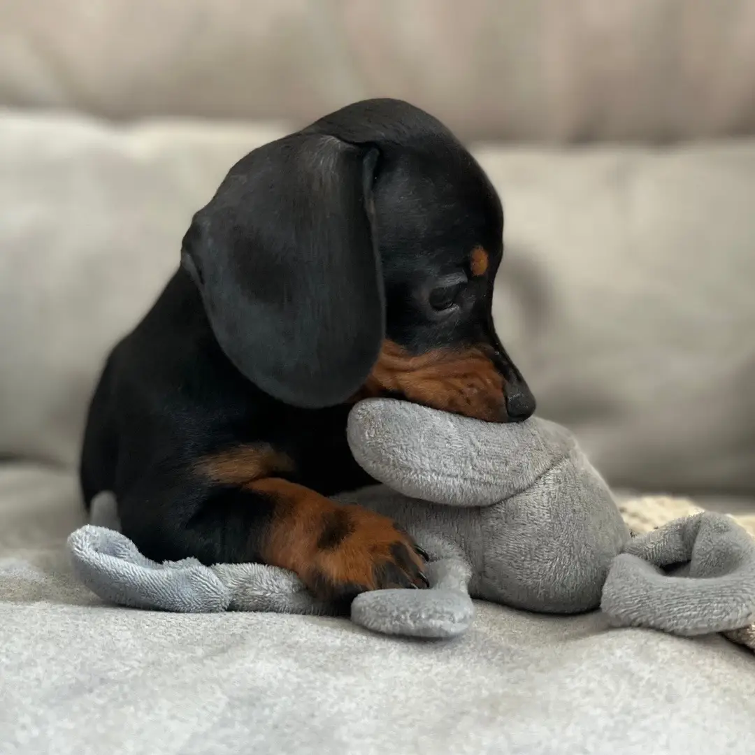 🤍 #fyp #dog #puppy #dachshund #dogs #foryou #fy #miniaturedachshund #dogsoftiktok #sausagedog #dachshundsoftiktok #doxie #teckel #puppylove #foryoupage #