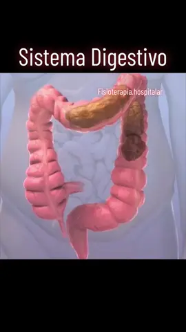 O sistema digestivo é responsável pela ingestão, digestão e absorção de alimentos, bem como pela eliminação dos resíduos não digeridos. Ele inclui órgãos como a boca, esôfago, estômago, intestinos (delgado e grosso), fígado, pâncreas e ânus. Cada órgão desempenha um papel específico no processo digestivo, desde a quebra mecânica e química dos alimentos até a absorção dos nutrientes e a eliminação dos resíduos. O sistema digestivo é essencial para a nossa saúde geral, fornecendo os nutrientes necessários para o funcionamento do corpo e removendo os resíduos de forma eficiente. #sistemadigestivo #anatomia #fisio #sistemdigestorio #fisioterapia #fisioterapeuta #anatomy #fh♿️ 
