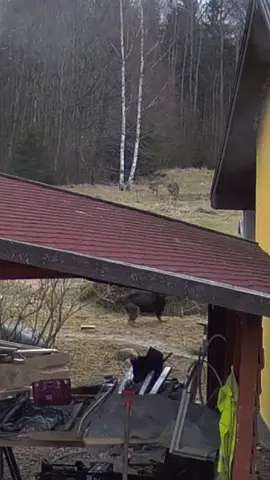 Kolegos Medžiotojai pasidalino įdomiu vaizdeliu. Užvakar Plungės raj. 11 val. dienos du vilkai bandė nunešti šunį iš kiemo, bet viską pamačiusi šeimininkė pradėjo šaukti ir vilkai pasitraukė. Ne daug trūko ir šunelis būtų tapęs pietumis🐺 #medžioklė #vilkas 