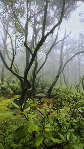 moody forest vibes 🖤 | 📍Madeira  | 📷 more Moody places @giuliogroebert  | 🚐 exploring the world w/ @elena_wuest  | #forest #madeira #rainy #moody #rain #moodyvibes #nature #fog #foggyforest #madeiraisland #naturelovers #rainyday #rainlover #mystic #madeiralovers 