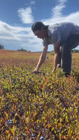 Who doesn’t love freshly picked berries?! 🫐🤷🏽‍♂️ 
Over at @Josh Pond Farm, near the northeast coast of Maine USA, the guys and gals gently harvest wild organic blueberries using a wire rake to ensure the best tasting and most nutritious berries around! 🤯 #fyp #foryou #berries #farming #farm #maine 