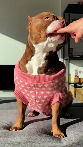 Choco daily routine 🥹 The link for the all products  is in my profile 🩵 #americanbully #asmr #dogcare #dogmorningroutine 