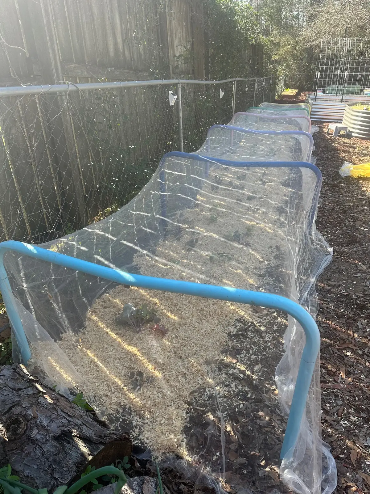 This has been a project in the works for a while.  We took the legs from an old trampoline..spray painted and secured with concrete.  Then added netting over the top to make a bug free zone for my brassicas #projectcompleted #gardeningonabudget #recycling #gardening #hooptunnel 