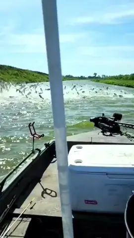 wowwwww. much fish #comeonfishy #sea #fishing #bigfish #fishcontent #fyp #titkok #fishinglife #crazyfish #gofishing #fishvideos #viral 
