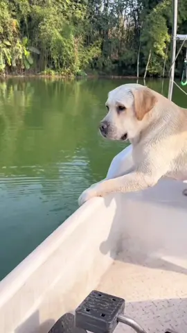 #labrador #labradorretriever #dog #funny #foryou #tiktok #fyp 
