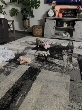 #fypシ #fyp #pigsoftiktok #rescuepiggies #potbellypigsoftiktok #minipig #foryou #savethepigs #pigs           Little Charlotte 🐷♥️