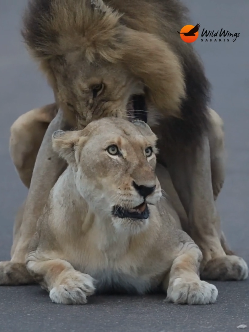 Well, that's an interesting tactic. The lion mating ritual is an intricate dance that lasts for days. During this time, the lioness issues romantic invitations to the male by lowering her front end toward the ground, while elevating her posterior and tail. This lioness chose a different tactic to signal her romantic interest. #lion  #lioness  #lionking  #lionsoftiktok  #lionlove  #lionlovers #matingrituals  #natureunleashed  #untamedbeauty  #freeandwild  #africansafari  #safarilife  #thisisafrica  #safariphotography  #wildlifephotography #krugernationalpark #krugersafari