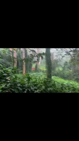 #CapCut #manoafalls 