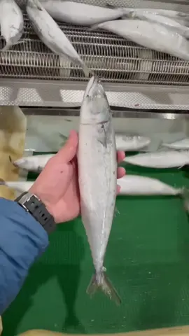 Pacific mackerel IQF，Need to contact#seafood #mackerel #Need 
