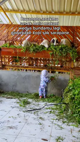 setuju opo setuju banget😙 #peternak #pebisnismuda #pebisnissukses  #peternakmuda #peternakkambing #peternakmilenial #boskambing #boskambing😎 #peternakkambingmuda #peternakkambingmilenial #peternakkampungmandiri #peternakkambingdombaindonesia #peternakkambingindonesia #kambing #kambinglucu #dombamagelang #dombabatur #merino #tukangngarit #ngaretbareng #ngaritsukettttt #ngaritsukettttt #ngarityuk #ngarit #ngaretsuket #tukangngaritindonesia #angonbareng #pecintaproses #fyp #fypシ #alanjayafarm
