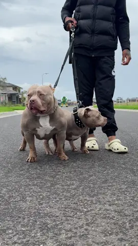 Lilac queens ⚜️ Both have stacked pedigree 🔥  #bullymafiaaustralia #pocketbully #americanbully #abkcpocketbully #abkc #lilactri #dogsoftiktok #fyp 
