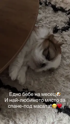 #шитцу #puppy #shihtzupuppy #newbornpuppies #uk #кученце #българия #англия #българиванглия #тиктокбг #тиктокбг #българиятикток 