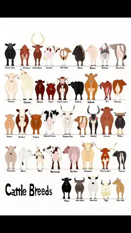 Gir bull >>> #bull #animals #huge #animalsoftiktok #animalsworld #giant #cattle #fyp #foryoupage 