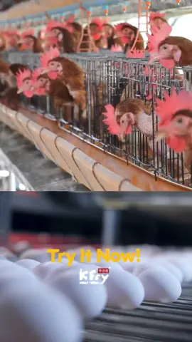Egg Master pamparami ng itlog!! #chicken #duck #goose #turkey #itik 