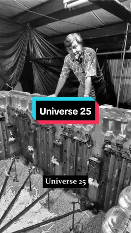 Universe 25 - Sebuah eksperimen yang dikatakan menggambarkan bagaimana manusia akan punah #cerita #story #experiment #science #mouse 