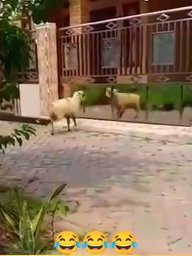 Watch what happanned to this sheep. They showed it the mirror and it keeps fighting with itself not knowing that what is in the mirror is merely the reflection of it's own. #sheep #fight  #animal #adventure #nature