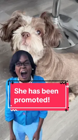 My dog has been promoted! #youhavebeenpromoted #eliteemployee #funnyvideos #funnydogs #dogsoftiktok #shihtzusoftiktok #happydog #furbabiesoftiktok #shihtzu #foryou #comedy #promotedtiktok #funny 