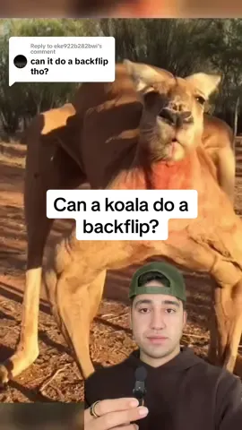 Replying to @eke922b282bwi any other questions? #greenscreenvideo #fyp #animalsoftiktok #facts #wholesome 