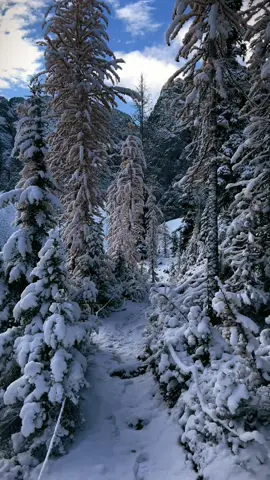 Wintery dream  #nature #natureaesthetic #aesthetic #calmingvibes #snow #snowaesthetic #wintervibes #winter #Hiking #winterhiking #moody #moodyvibes 