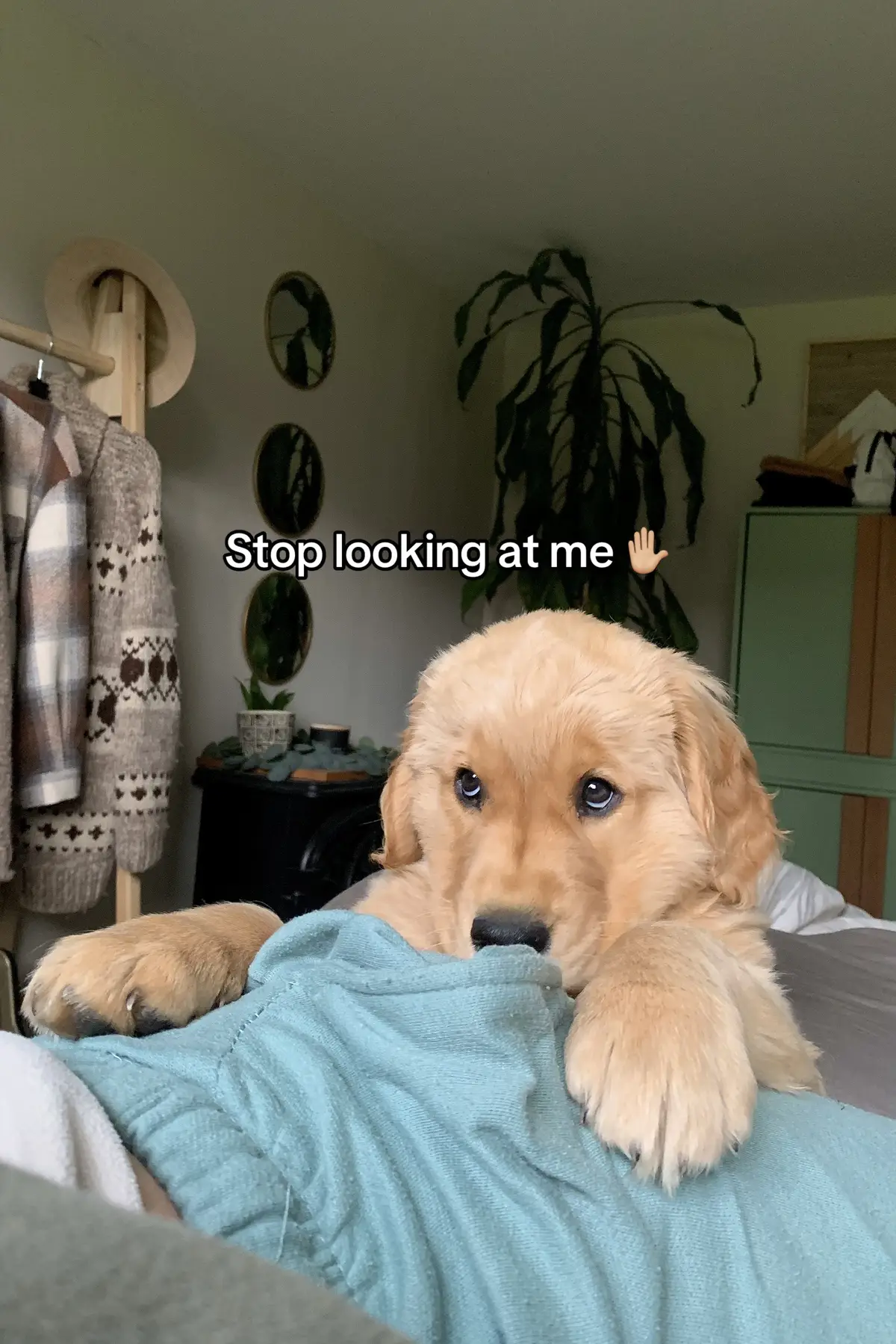 This is how she gets away with mrdr 😩 #goldenretriever #dogsoftiktok #dogtok #trendingsong #cutedog #cuteanimals 