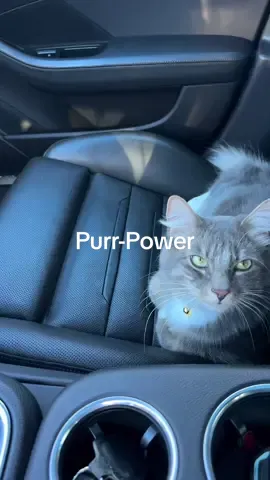 Cat cruise control engaged. 😺🚗 @Andrea & Paquito 