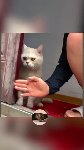 Funny😹 #cat  #catsoftiktok  #funnyvideos  #funny  #funnymoments  #catlover  #funnycatvideos  #funnycat  #catreaction  #catreactions