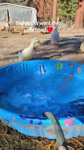 It's warm enough today to fill the duck pools ♥️ #cuteness #ducks #bathtime #swimming #homestead #farmlife #fyp 